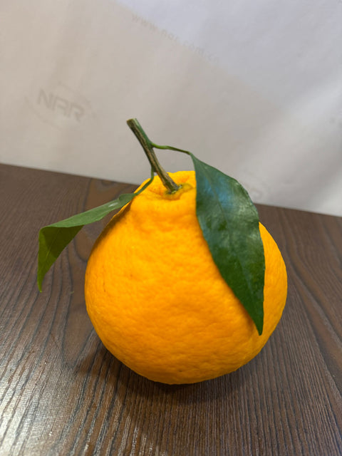 Vlack Chun Jian Orange (Pa Pa Gan)(耙耙柑) CNY Oranges Gift Box